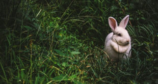 Join Omni the bunny rabbit on his journey in the forest. The adventure begins as he searches for food.